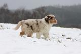 BERGER AUSTRALIEN PUPPIES 508